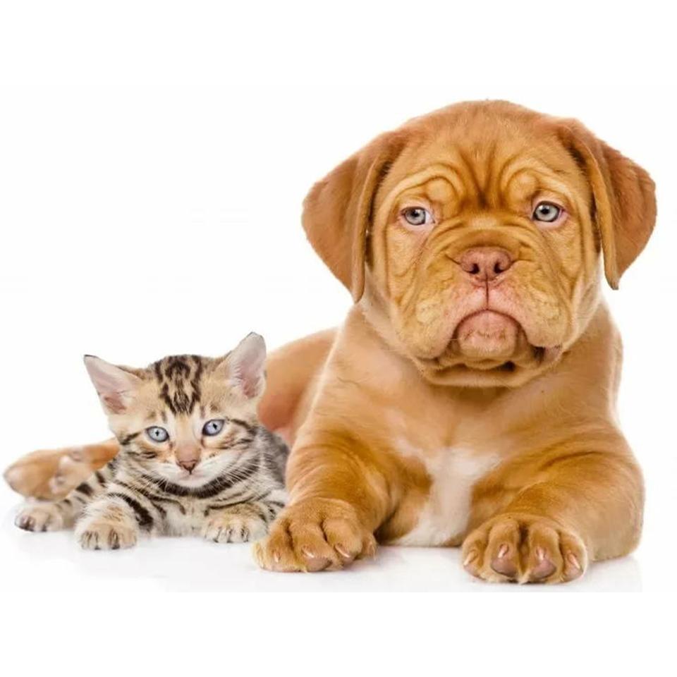 5D DIY Full Round Diamond Painting "animal" Dog Cat Diamond Embroidery Mosaic Cross Stitch Kit Rhinestone Home Decoration