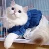 Denim Sphynx Cat Dress Skirt Summer Girl Female Pet Clothes for Cats Gotas Kitten Garfield Dresses Mascotas Costume Dog Clothing