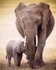 5D Diamond Painting Elephant Full Drill Square Needlework Diamond Embroidery Full Set Animal Diamond Mosaic Cross Stitch Craft Kit Home Decor