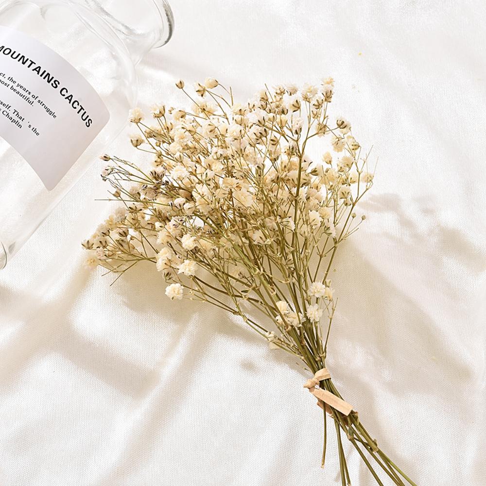 DIY Party Natural Small Mini Pressed Babysbreath Bouquet Dried Flowers Dry Flower Gypsophila
