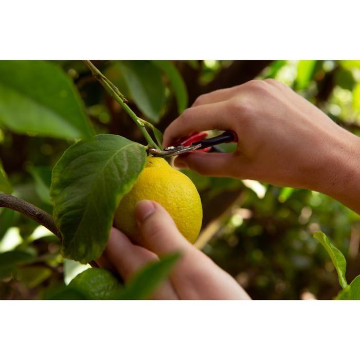 Sécateur - FELCO - 320 - Compact - Lame courbée - Ergonomique