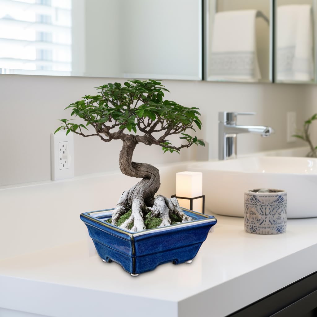 Villa Como Flower Ceramic Bonsai Succulent Cactus Potted with Indoor Blue Pot, Pot, Pot, Pot, Pot, 2-Piece Set, Planter, Small, Plant, Holes,