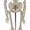 45cm Human Skeletal Model for Medical Teaching and Education