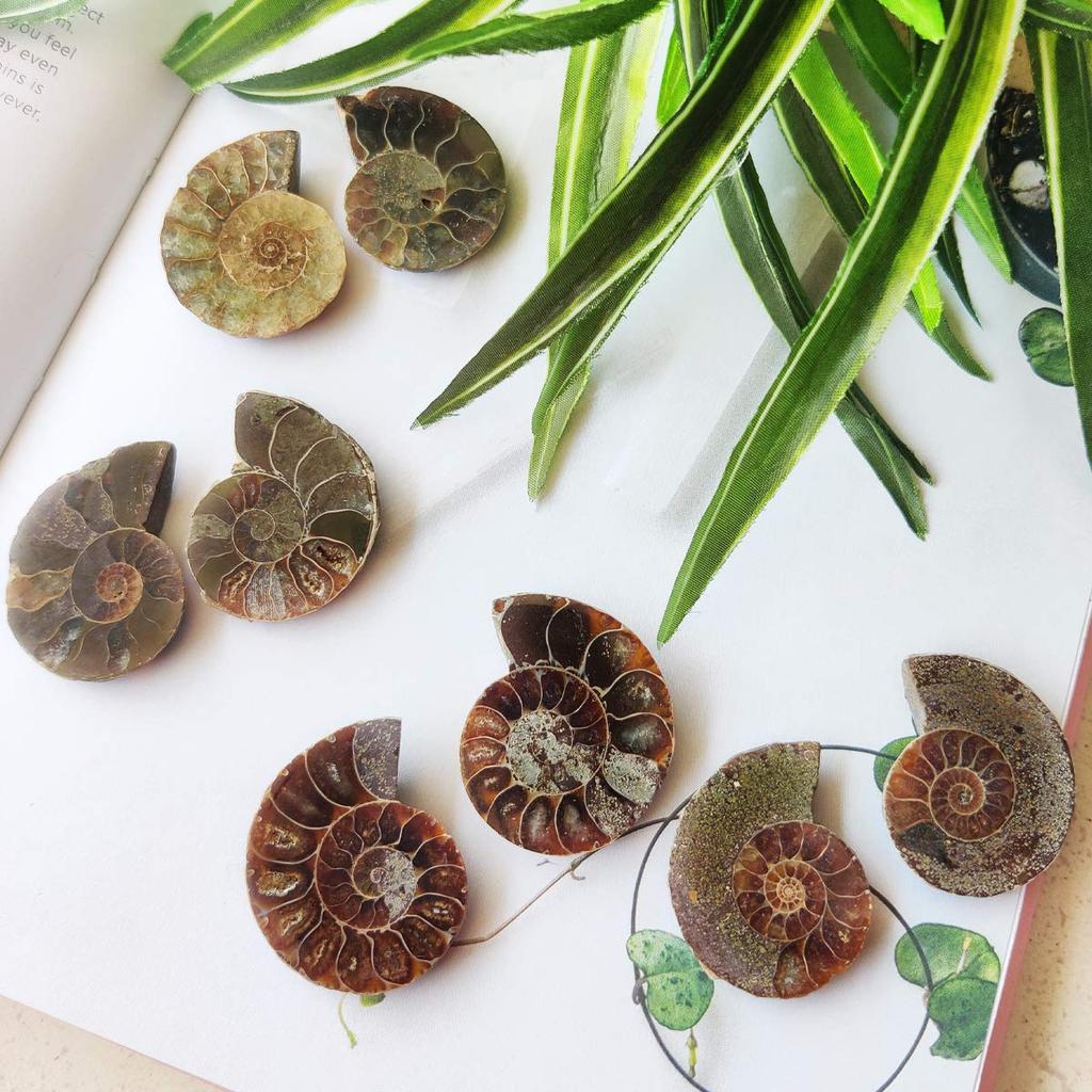 9Dzine Natural Ammonite Fossil Pair Healing Energy Stones for Meditation Reiki Home Décor Spiritual Growth