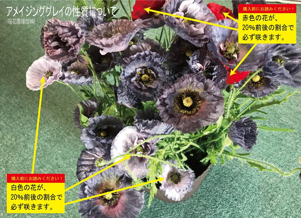 Fukukaen Seeds Shirley Poppy "Amazing Gray" Seeds, 0.5ml