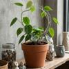 Weather-resistant Plant Trellis Transparent Climbing Plant Support  Climbing Vines