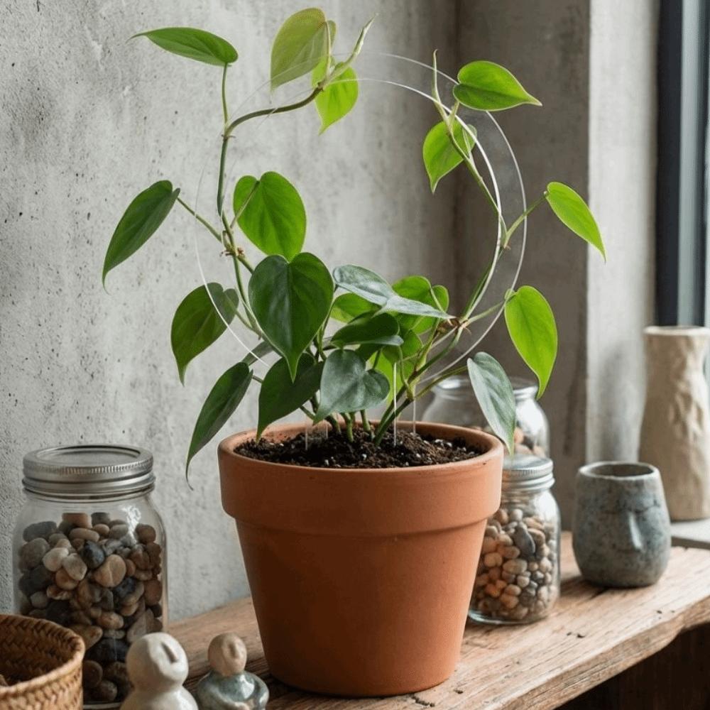 Weather-resistant Plant Trellis Transparent Climbing Plant Support  Climbing Vines