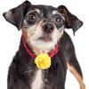 Leinuosen 20 Pcs Dog Flowers Collar Pet Adjustable Dog Large Flowers Bow Tie Multi Color Floral Collar Charms for Small Medium Big Female Cat Puppy