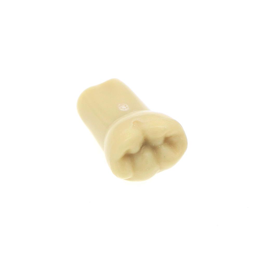 Fit Frasaco AG3 Typodont Dental Teeth Model Full teeth 32Pcs Screw-in Practice Filling Soft Gum Gingivae Teeth Training Teach