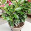 Plant Support Reusable Adjustable UV-Resistant Indoor Potted Plant Climbing Stand for Home Outdoor Balcony Yard Patio Porch