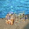 Acryl Quadratische Muschel Aufbewahrungsbox - Transparenter Muschel Vitrine, Mini Strandstein Dekorative Aufbewahrungsrahmen