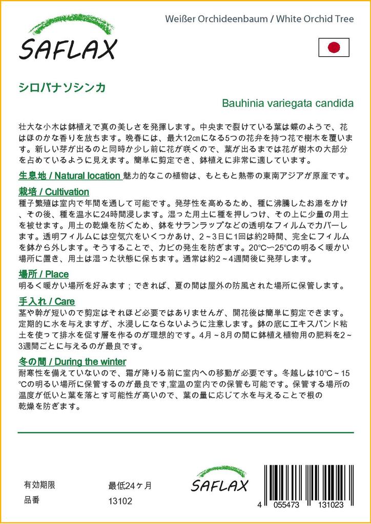 SAFLAX Arborele de orhidee albă - 5 semințe - Bauhinia variegata candida