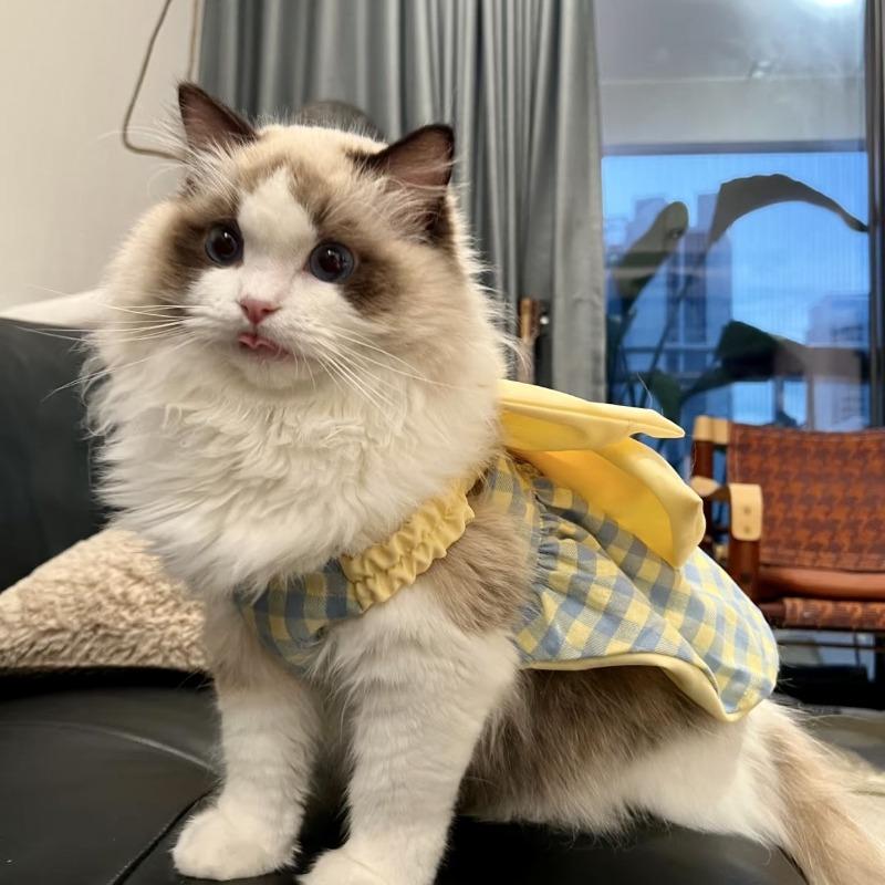 Pet clothes spring and summer dog cat bow cute dopamine skirt than bear schnauzer maltese princess skirt