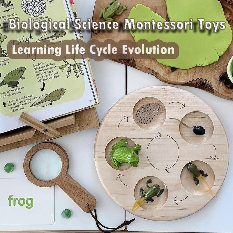 Life Cycle Board Montessori Kit Biology Science Education Toys for Kids Sensory Tray Animal Figure Life Cycle Sorting Wooden Toy