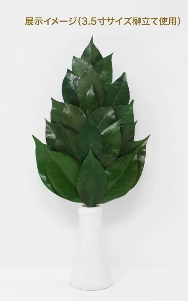 A&K Special Preserved Sakaki Trees (MV), Pair, Made In Japan, Medium Size, Approximately 34cm Tall X 14cm Wide, Maintains Beauty, No Water Changes