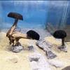 Aquarium Pflanze Moos Baum Landschaftsgestaltung Dekoration Holz Pflanzenwurzel Treibholz Wasserpflanzen Gras Aquarienzubehör (Kein Moos)