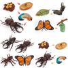Butterfly Life Cycle Model Pvc Educational Toy For Science Learning