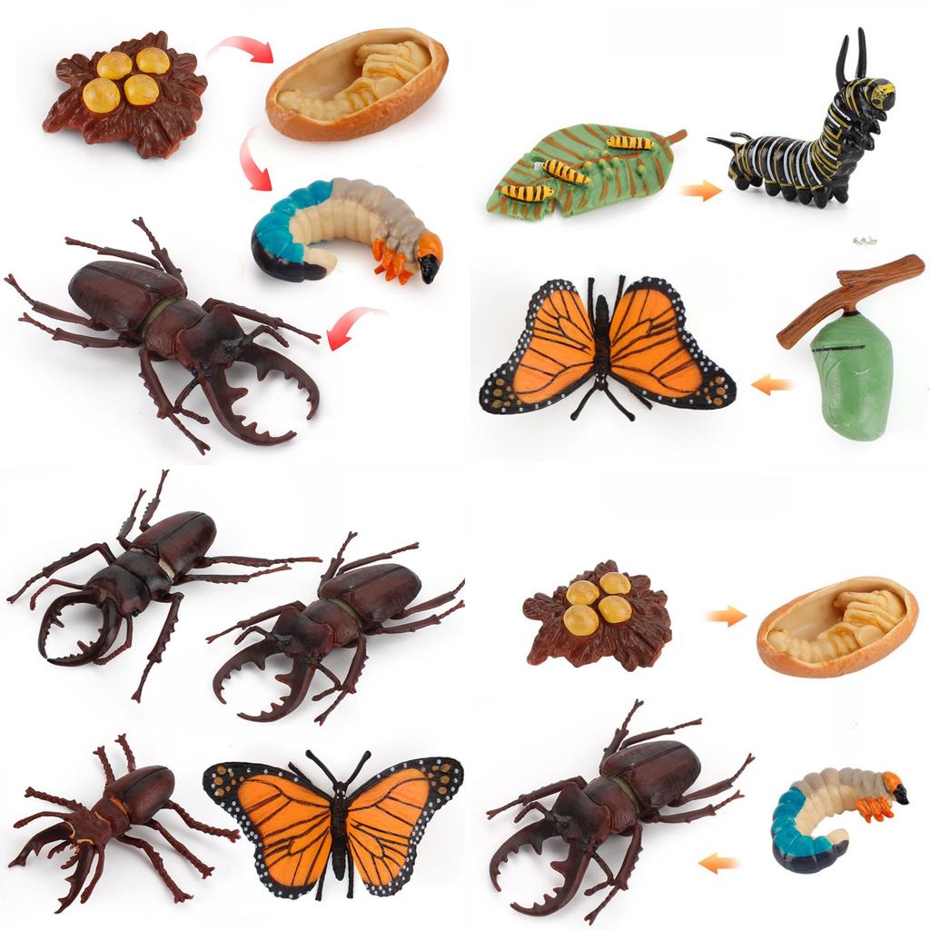 Butterfly Life Cycle Model Pvc Educational Toy For Science Learning