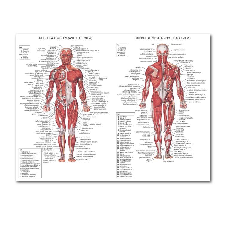 Svalový systém Plakáty Hedvábná tkanina Anatomická tabulka Lidské tělo Škola Lékařská věda Vzdělávací potřeby Domácí dekorace