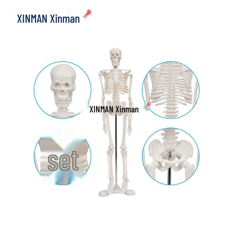 XINMAN Human Skeleton Teaching Model