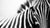 Tagliere in Vetro 52X30 Zebra