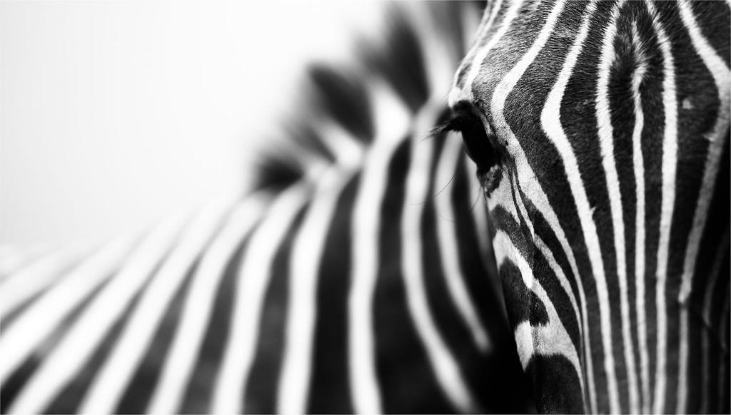Tagliere in Vetro 52X30 Zebra