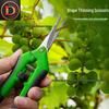 Stainless Steel Fruit and Flower Thinning Shears for Goji Berry, Orange, Grape, and Orchard Pruning.