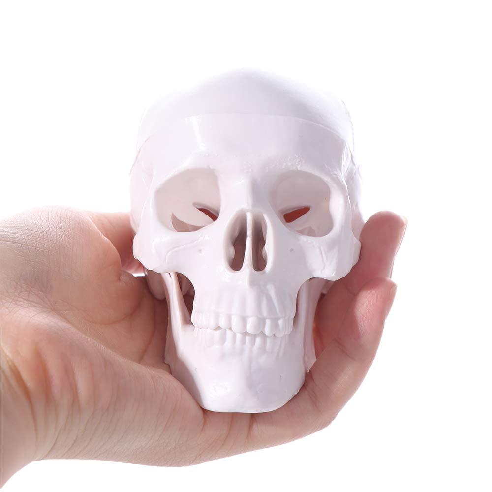 Skull Cap Skull Model Removable Anatomical Head Skull Fine Arts Human Head Model  School Supplies