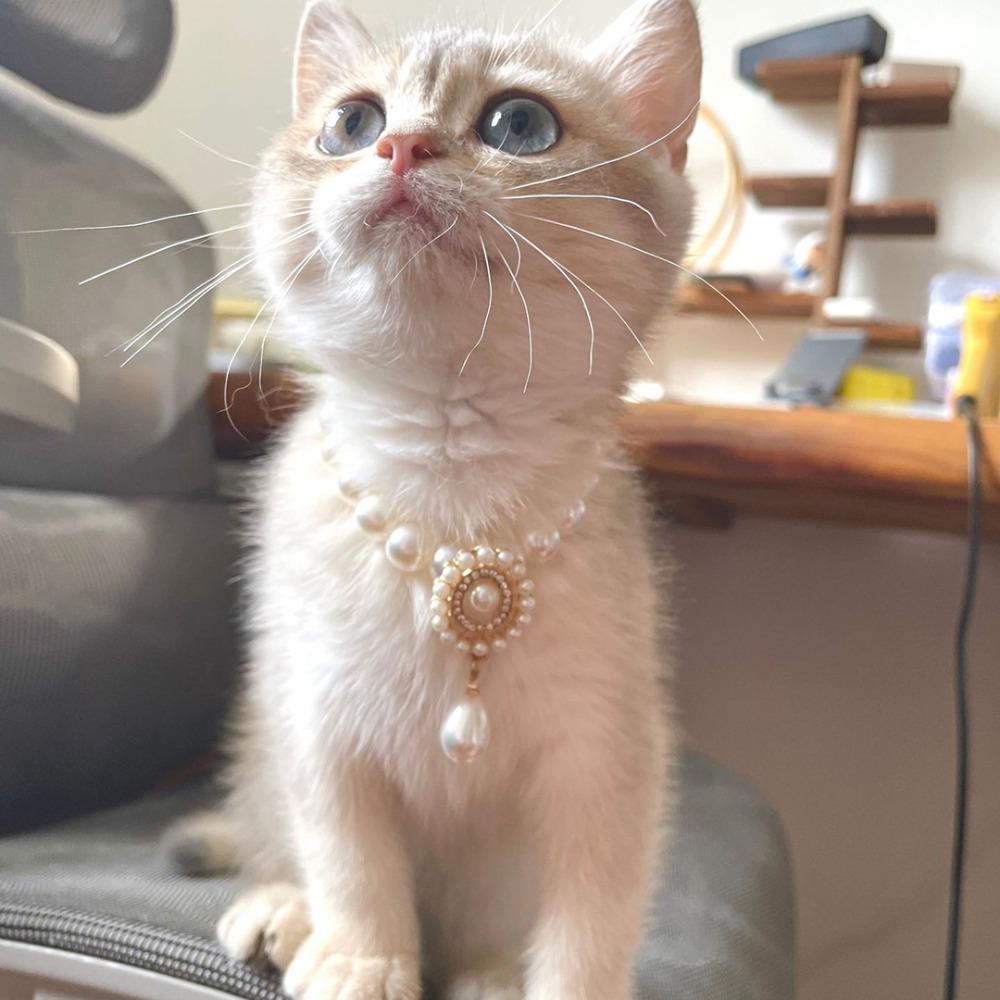 

Регульоване намисто із золотим замком, розкішні домашні тварини, кришталеві ювелірні аксесуари, милий кулон із домашніми тваринами S-Pearl