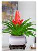 Jade Fan: Indoor Easy-Care Green Plant for Wealth & Blooms