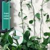 Self-Adhesive Invisible Clips for Wall-Mounting Green Vines and Ivy