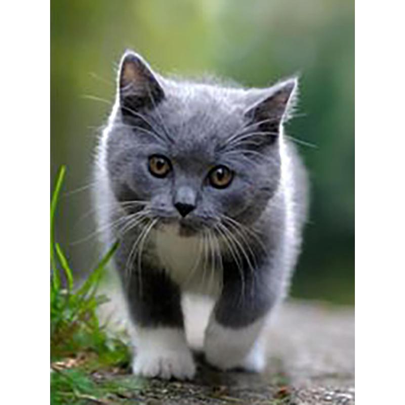 DIY Cat 5D Diamantmålning Korsstygn Handarbete Full Rund Borr Harts Mosaik Diamantbroderi Heminredning Väggkonst Present