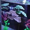 Fisketank vannplanter Slåss mot fisk Hvilende blad Høy Simulering Lettstelt Fantastisk akvariedekorasjon Realistiske fargede vannplanter