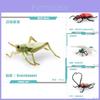 Realistic Pvc Insect Model Set Including Rhinoceros Beetle And Dragonfly For Decoration