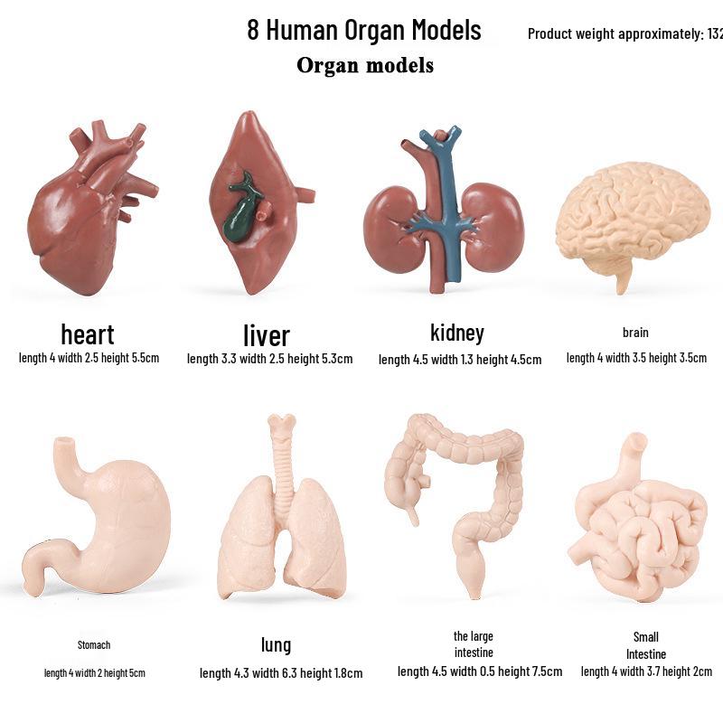 

Монтессори учебные материалы: Модели органов человека для раннего образования детей