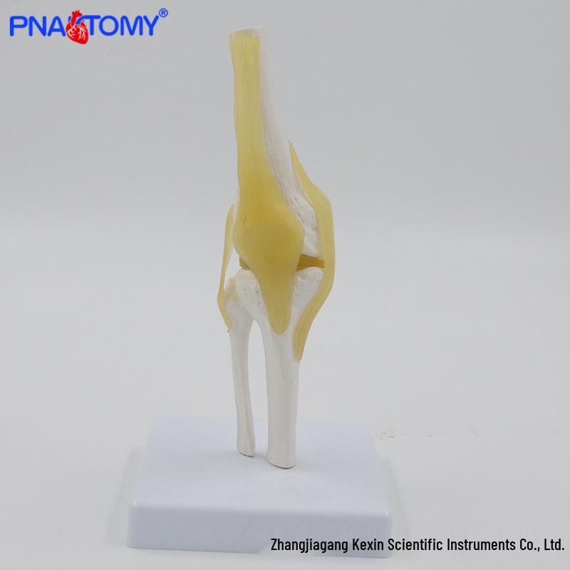 Human Knee Joint Model with Bendable Ligaments - Educational Anatomy Aid for Orthopedic Rehabilitation PNT-0202-1