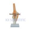 Life-Size Functional Knee Joint Model - Educational Skeletal Display