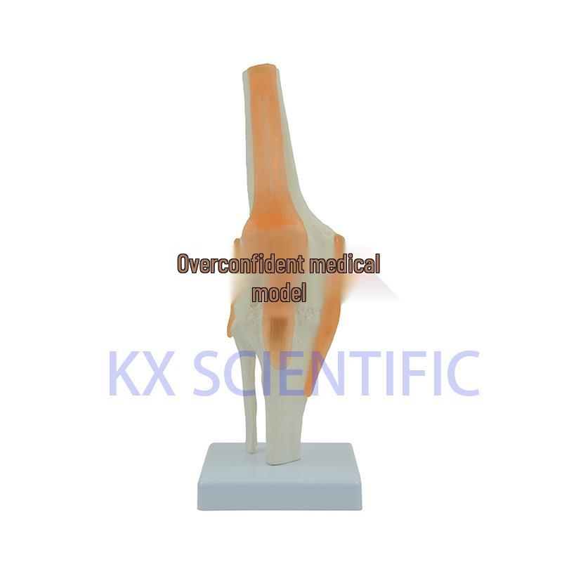 1:1 Bendable Human Knee Joint Bone Anatomy Model - Orthopedic Display Gift 28x11x11 cm