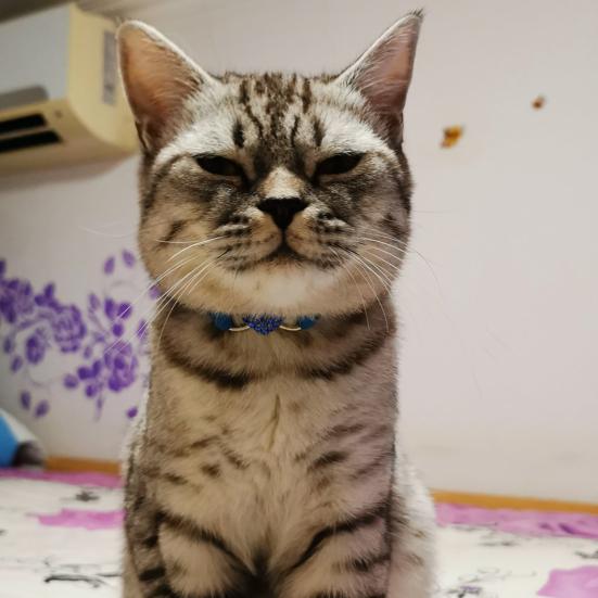 Yousheng Cat Collar Skin-friendly Adjustable Multi-color Safety Belt Pet Necklace Pet