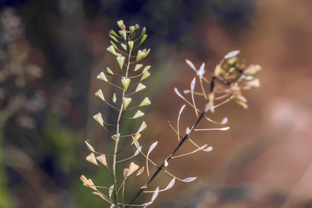 SAFLAX Garden In the Bag - Sheperd’s Purse - 1000 Seeds - With Substrate In a Fitting Stand Up Bag - Capsella Bursa-pastoris