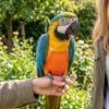 Honeycomb Mesh Bird Flight Suit Breathable Pet Bird Nappy Parrot Flying Clothing  Parrot Care