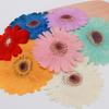 Gerbera Pressed Dry Flower DIY Resin Kit for Phone Cases, Candles, Bookmarks, and Photo Frames.