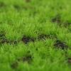 DIY Fake Moss Grass Turf Durable Lifelike Simulation Moss Sheet 50*50cm Eternal Life Artificial Moss Carpet Wall