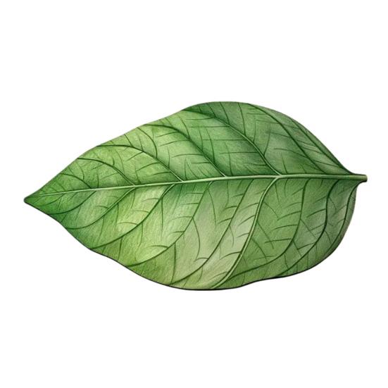 Koupelnová předložka Zelený listový design Protiskluzová podložka Ultra tenká Rychleschnoucí Podložka do koupelny Bezpečná Stabilní opora Tropická dekorace