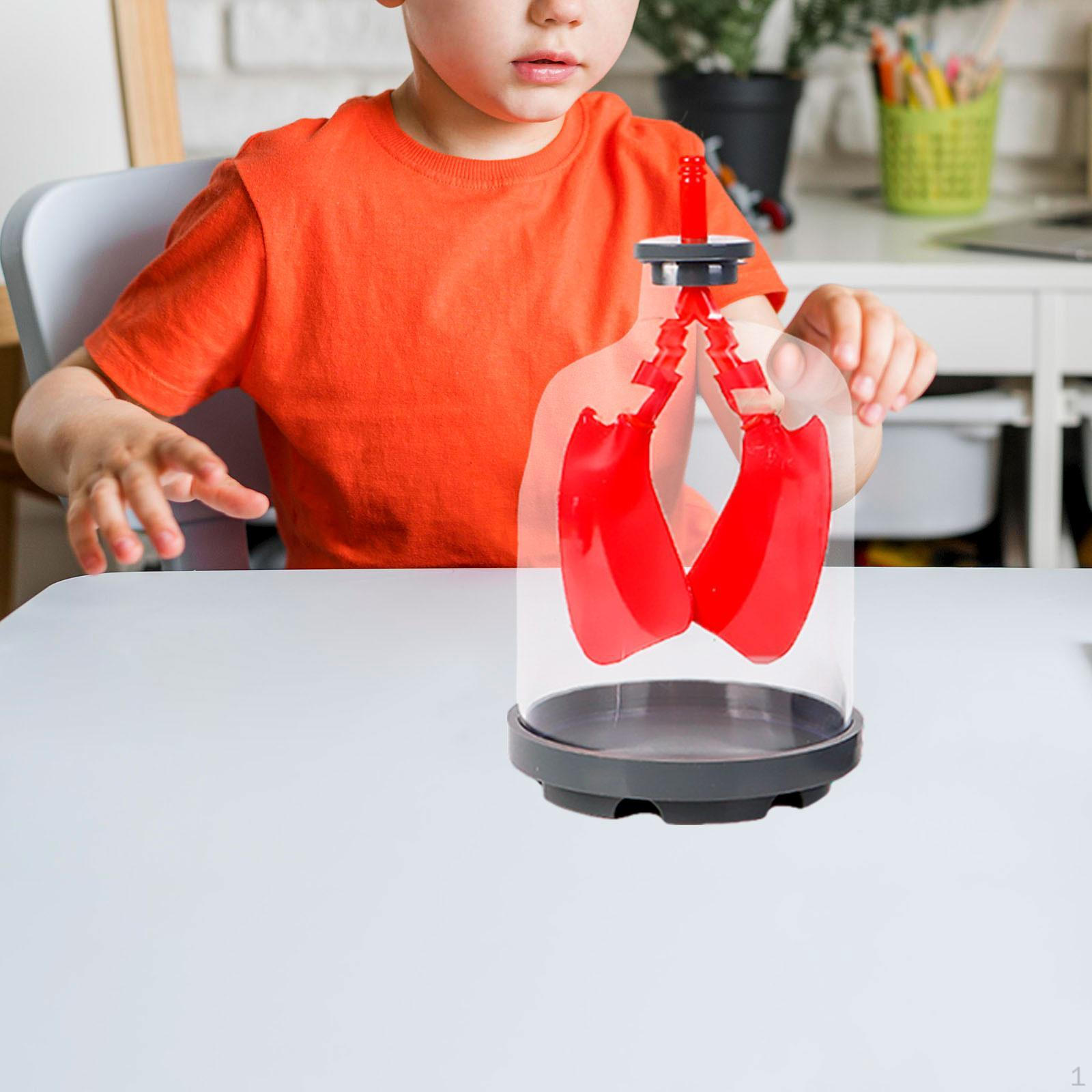 

Дети обучают легкие Демонстрационная модель Биологический реквизит Сборка своими руками Дыхание красный