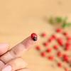 100Pcs/Set Manual Mini Wooden Ladybird Micro Landscape Decor DIY Wall Sticker