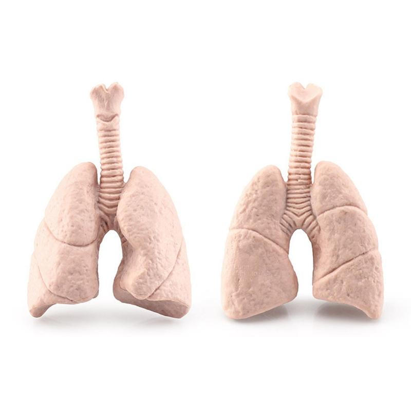 Modelli di Organi del Corpo Umano 3D 8 Pezzi Ausili Didattici per Bambini Scuola di Medicina Busto Umano Classe Educativa Materiale Didattico