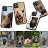 Phone Cover Pig Animal Wild Boar Casing for Apple iPhone 17 16 11 Pro XS Max XR 6 7 8 Plus + 16E SE 2020 Air 5 8+ Case