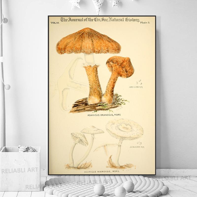 Vintage Mushroom Exemen Malba na plátně Starožitné umění na zeď Bylinné obrazy Vědecké plakáty a grafiky Dekor domácí kanceláře Cuadros