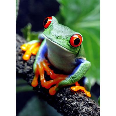 Full 5D Diy Diamond Painting Rainforest Frog Diamond Embroidery Full Lay Anime Cross Stitch Kits Home Decor Handmade Gift